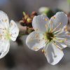 'Black Amber' Japanese Plum - Image 4
