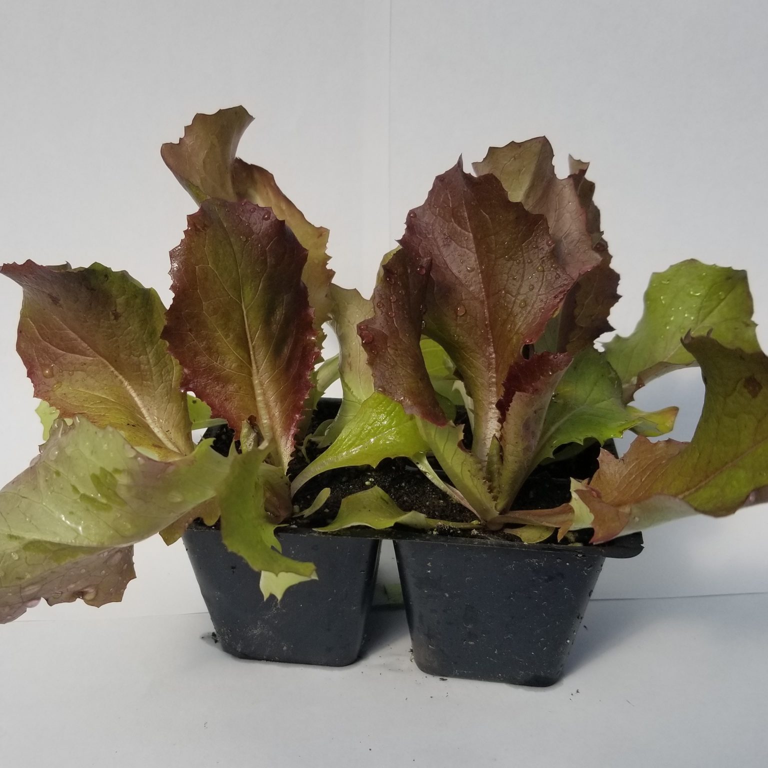 Milagro Butterhead Lettuce Transplants Linden Lane Farms