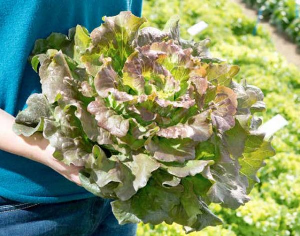 'Magenta' Summer Crisp Lettuce Transplants