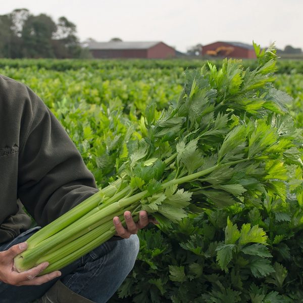 'Merengo' Celery Transplants