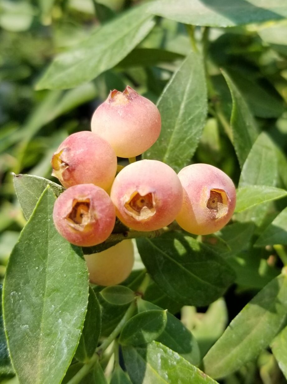 Pink Blueberries: They're Real! – Vander Giessen Nursery, Inc.
