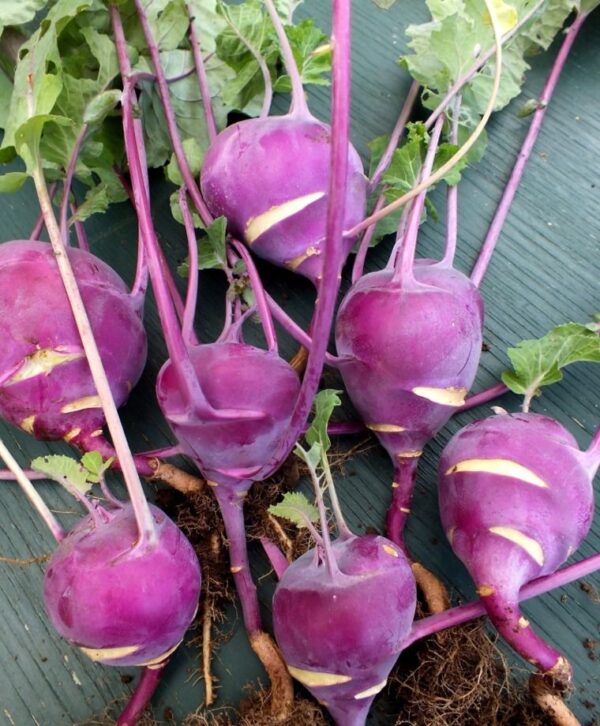 'Kolibri' Kohlrabi Transplants