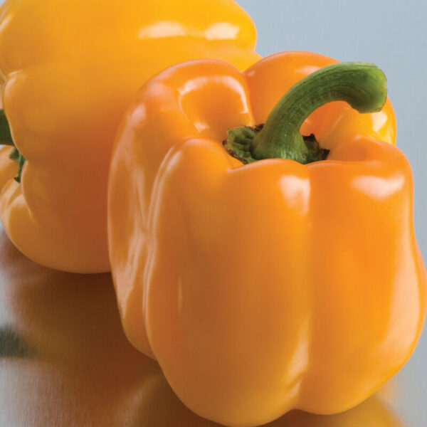 'Sweet Sunrise' Bell Pepper Transplant