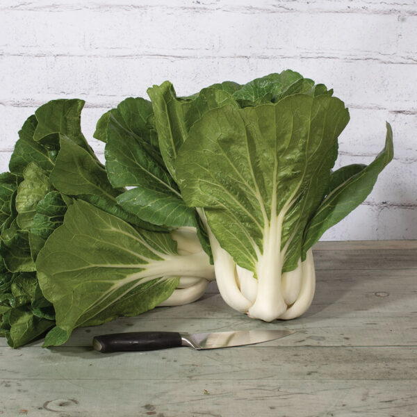 'Bopak' Choi Transplants