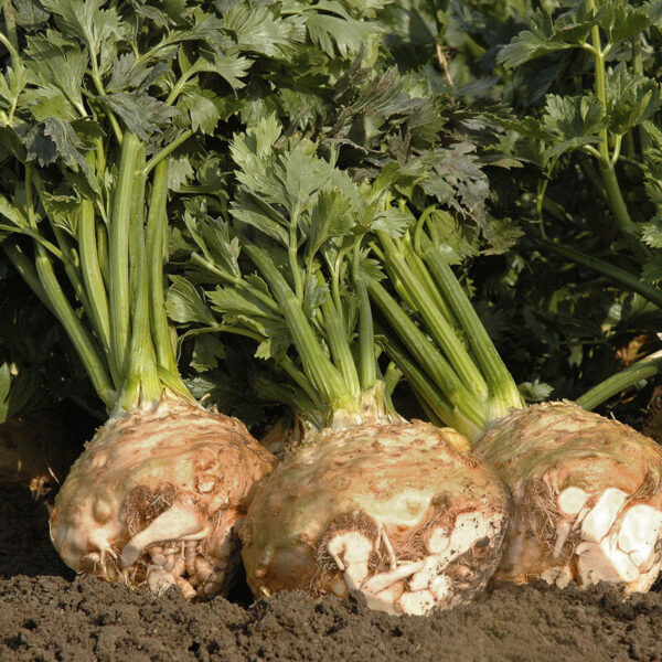 'Balena' Celeriac Transplants