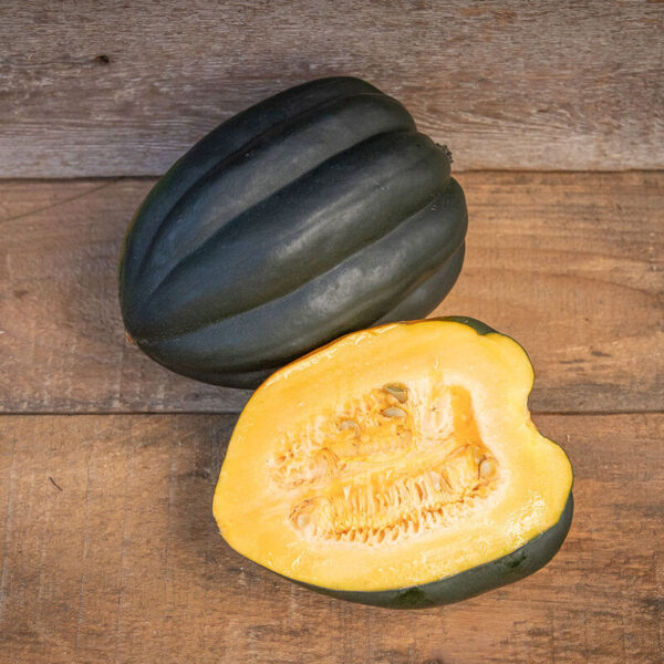 'Autumn Delight' Acorn Squash Transplant