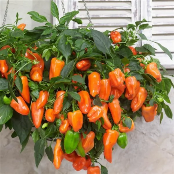 'Heaven Series' Hanging Basket Peppers