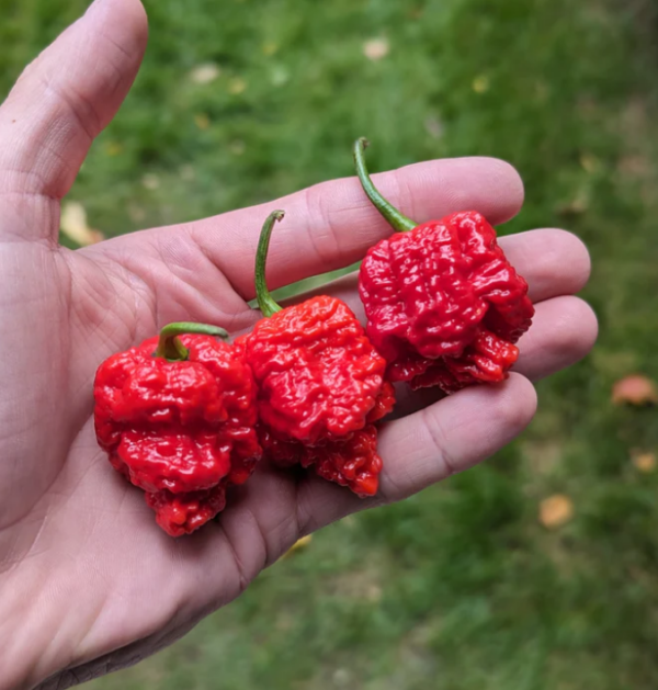 'Seven Pot Dragons Breath' Pepper Transplant