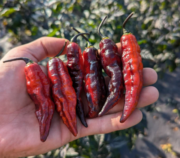 'Blood Ghost' Pepper Transplant