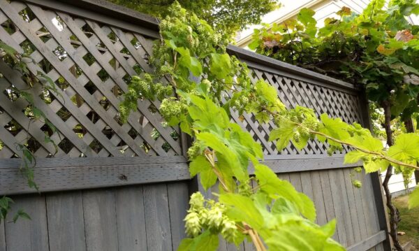 'Golden Comet's' Hops