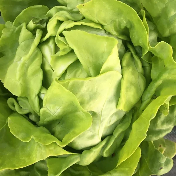 'Divina' Butterhead Lettuce Transplants