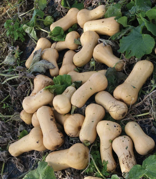 'Early Butter' Butternut Squash Transplant