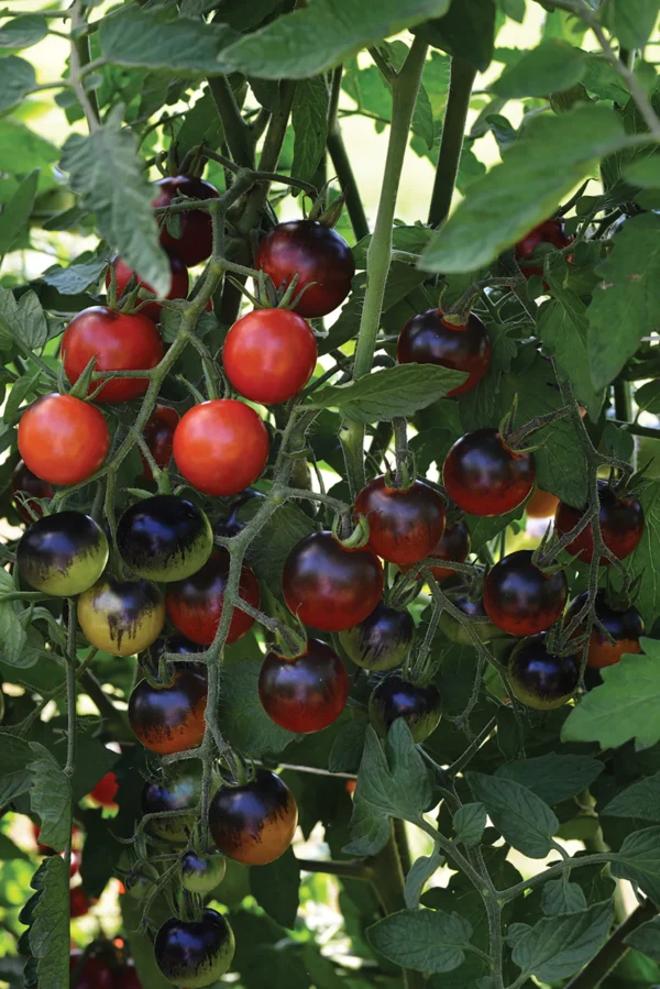 'Midnight Snack' Tomato Transplant