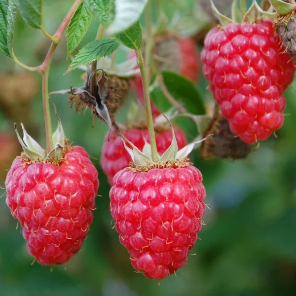 'SK Red Mammoth' Raspberry