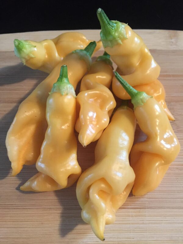 'Sugar Rush Peach' Pepper Transplant