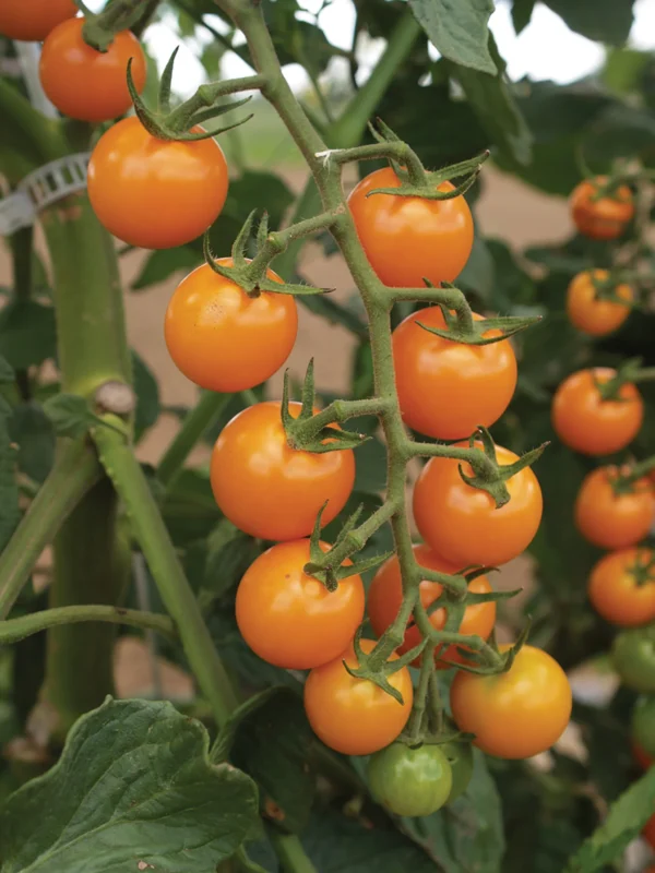 'Sun Sugar' Tomato Transplant