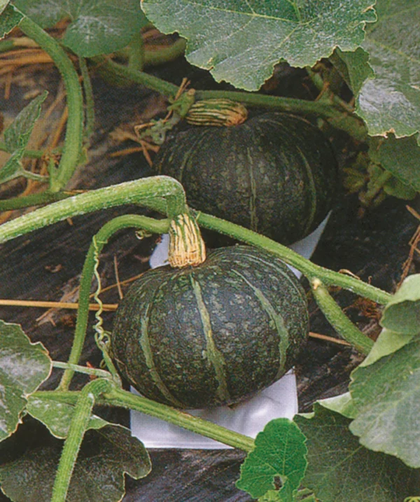 'Sweet Mama' Kabocha Squash Transplant