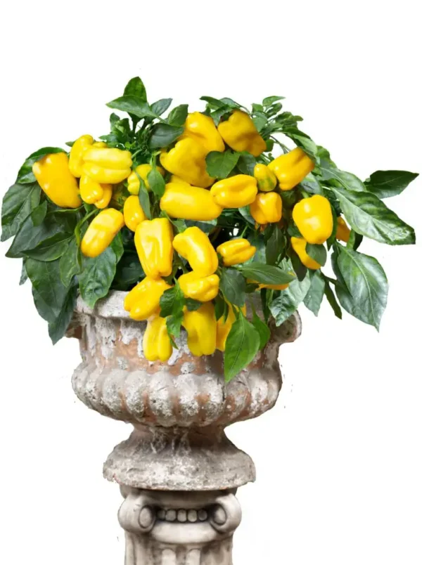 'Heaven Series' Hanging Basket Peppers - Image 3